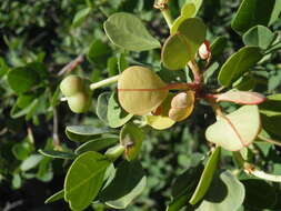 Image of Hinds Spurge