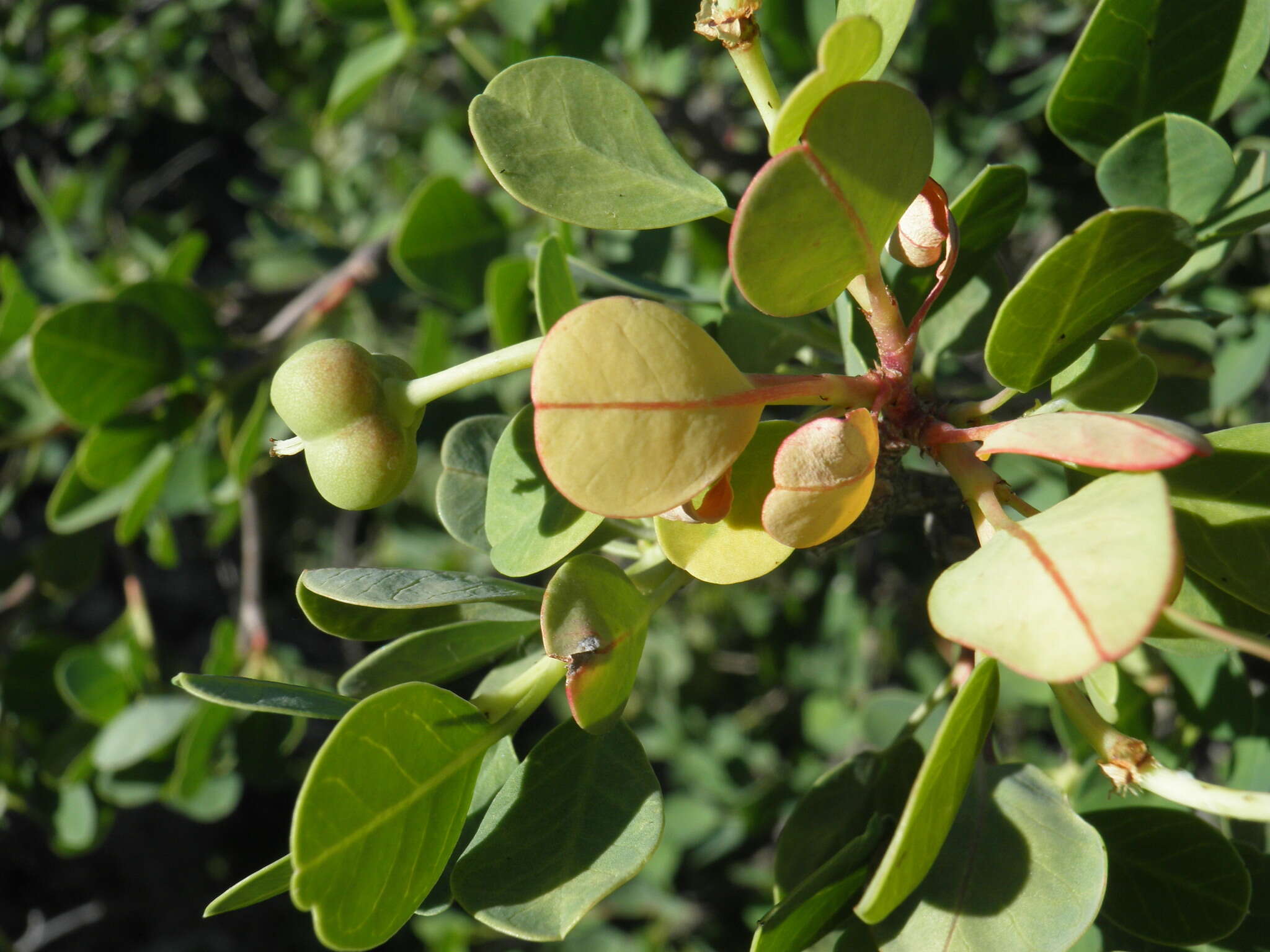 Слика од Euphorbia hindsiana Benth.