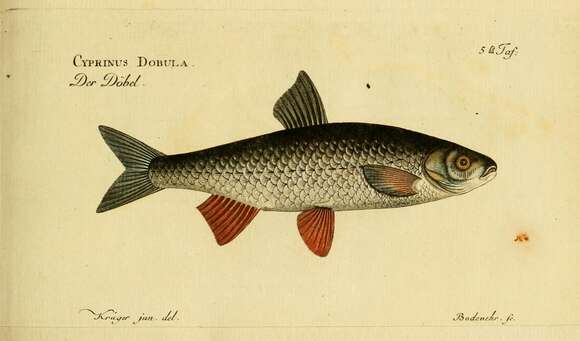 Image of Common dace