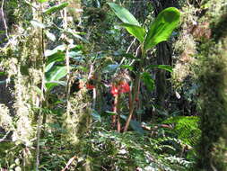 Image of Scadoxus cyrtanthiflorus (C. H. Wright) Friis & Nordal