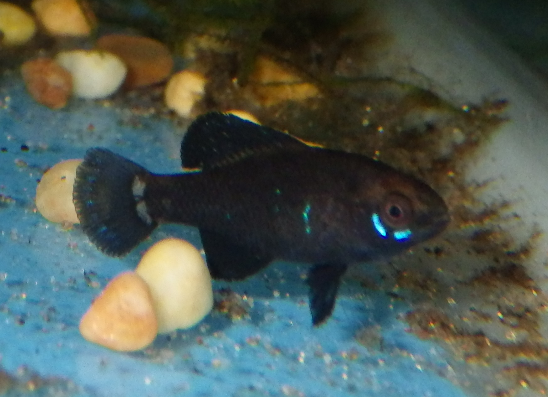 Image of Okefenokee Pygmy Sunfish