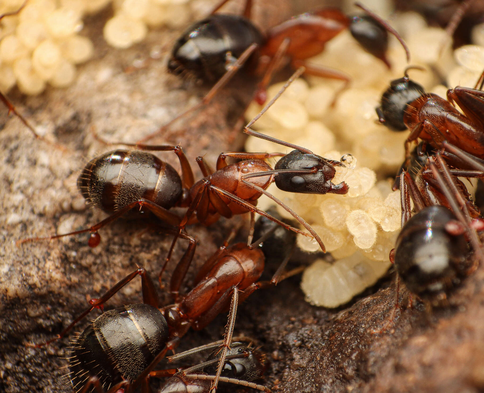 Image of Camponotus semitestaceus Snelling 1970