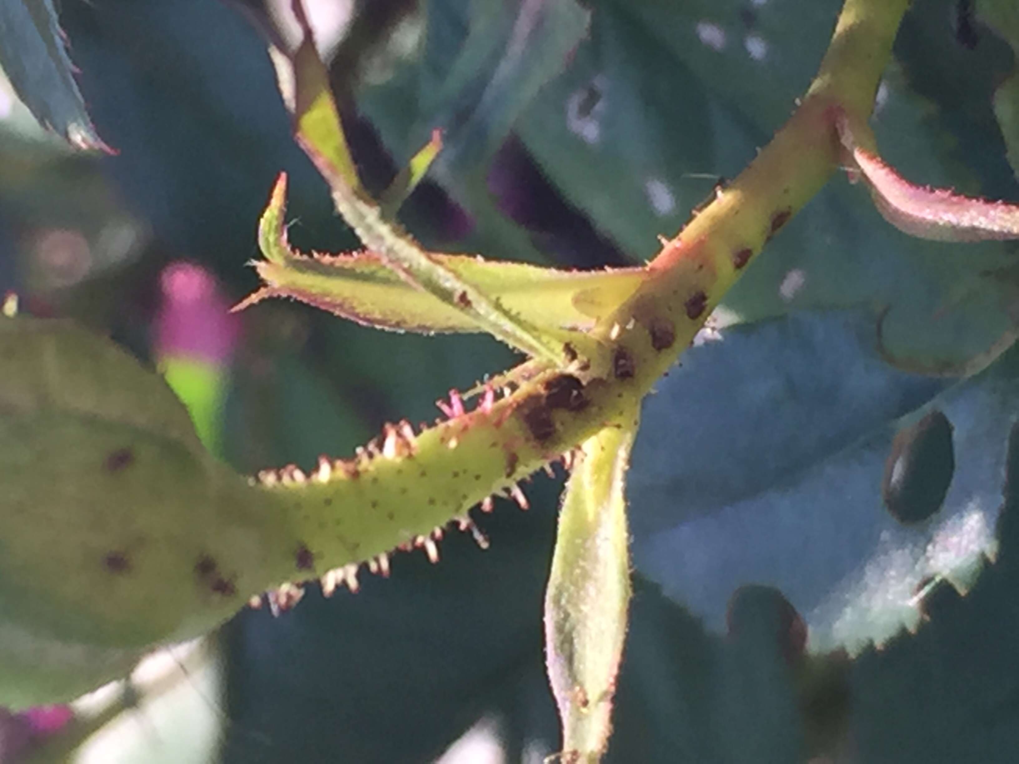 Image of rose sawfly