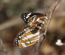 Image de Neptis hylas varmona Moore 1872