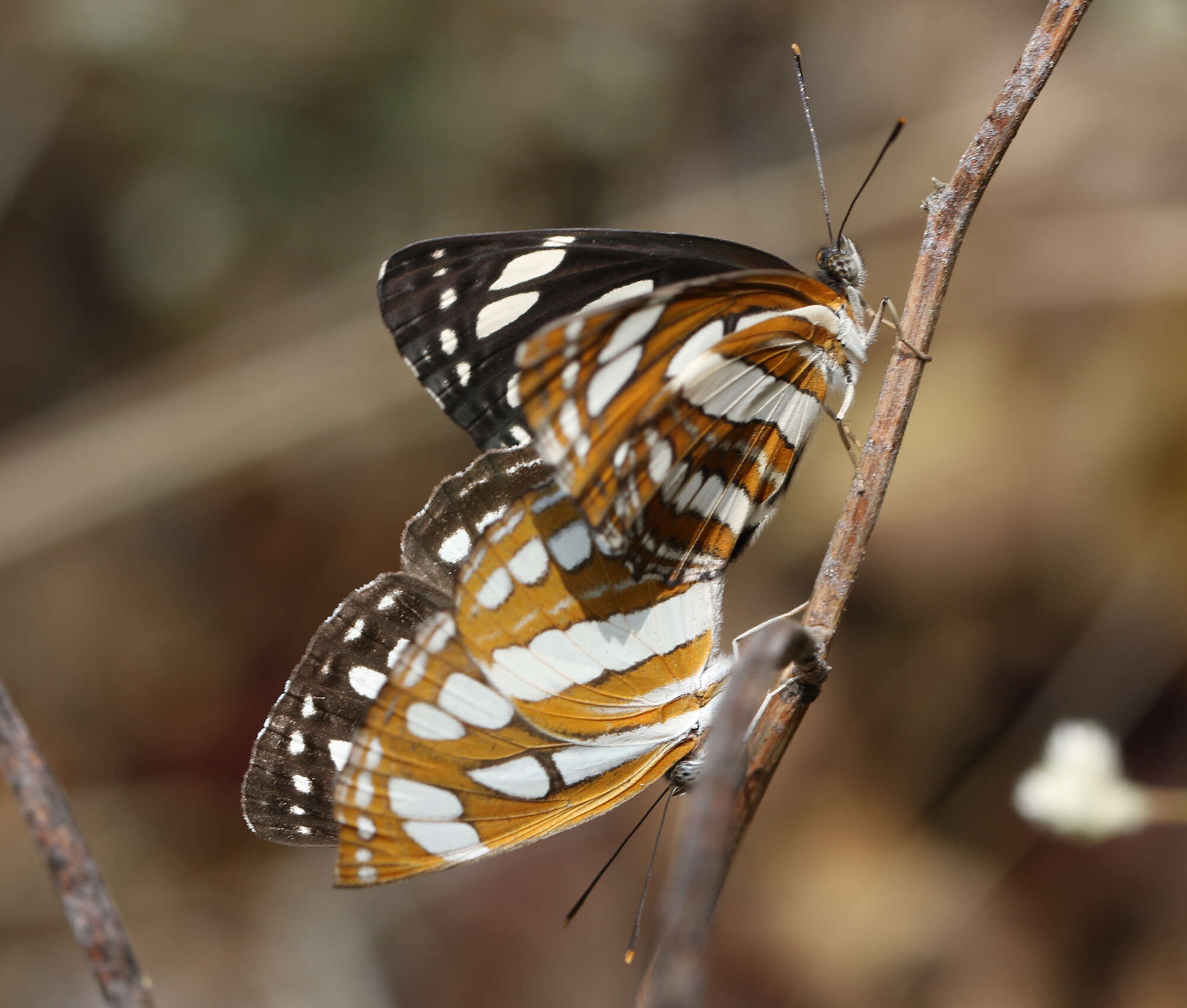 Image de Neptis hylas varmona Moore 1872