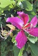 Image of bauhinia