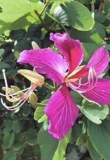 Image of bauhinia