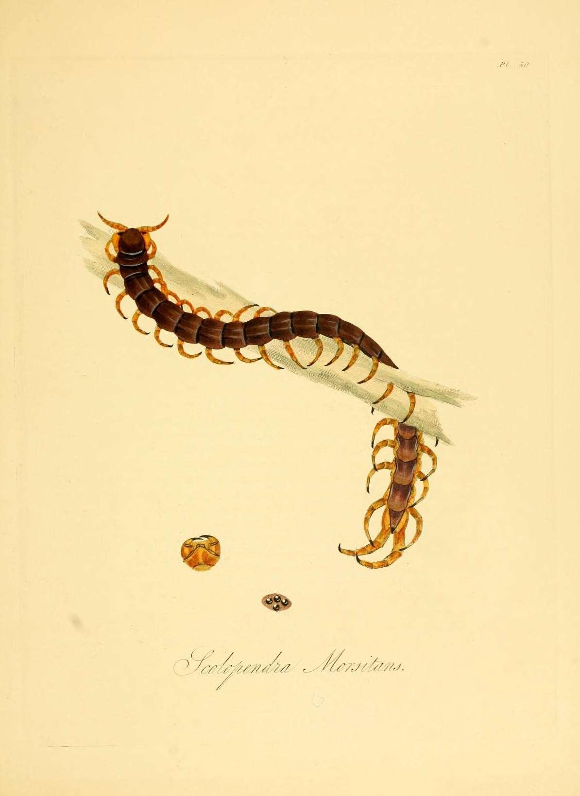 Image of red-headed centipede