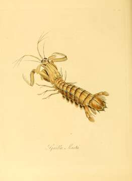 Squilla mantis (Linnaeus 1758) resmi