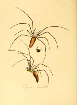 Image of Nephila pilipes (Fabricius 1793)