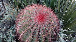 Ferocactus pilosus (Galeotti) Werderm. resmi