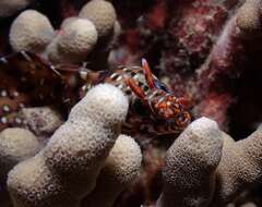 Image of Leopard moray eel