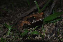 صورة Rhinella ornata (Spix 1824)