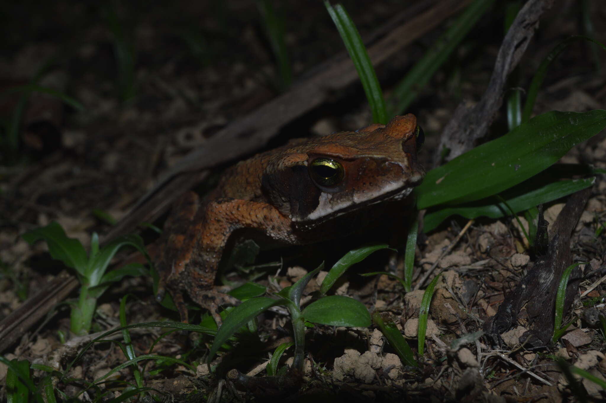 صورة Rhinella ornata (Spix 1824)