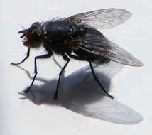 Image of Calliphora