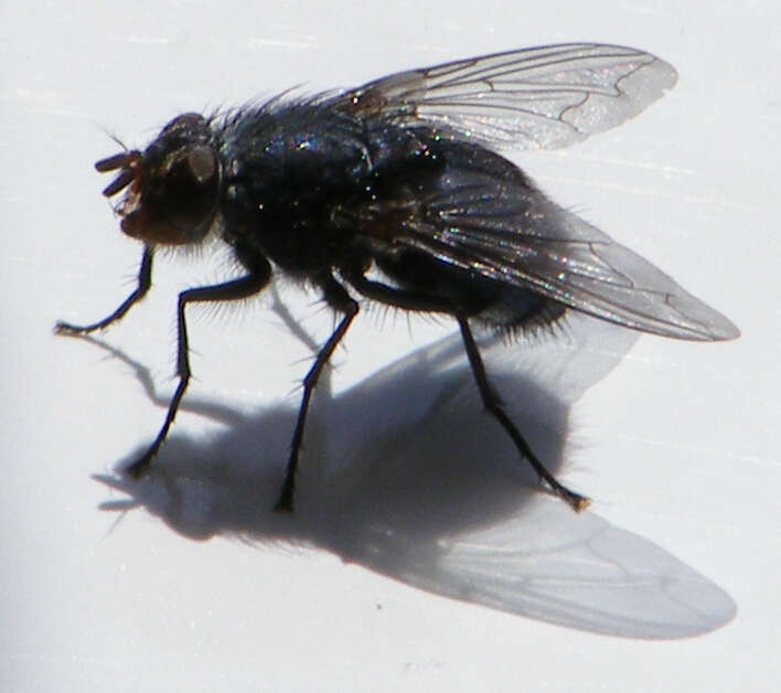 Image of Calliphora