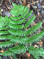 Image of Autumn fern