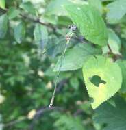 Image of Eastern Willow Spreadwing