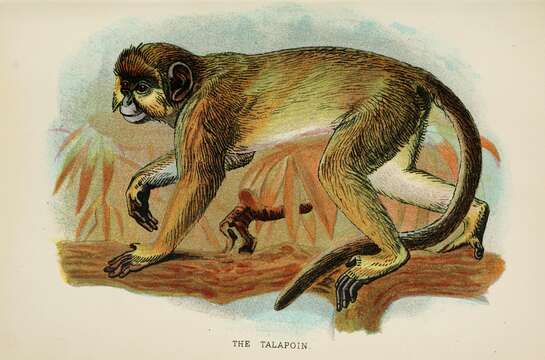 Image of Angolan Talapoin