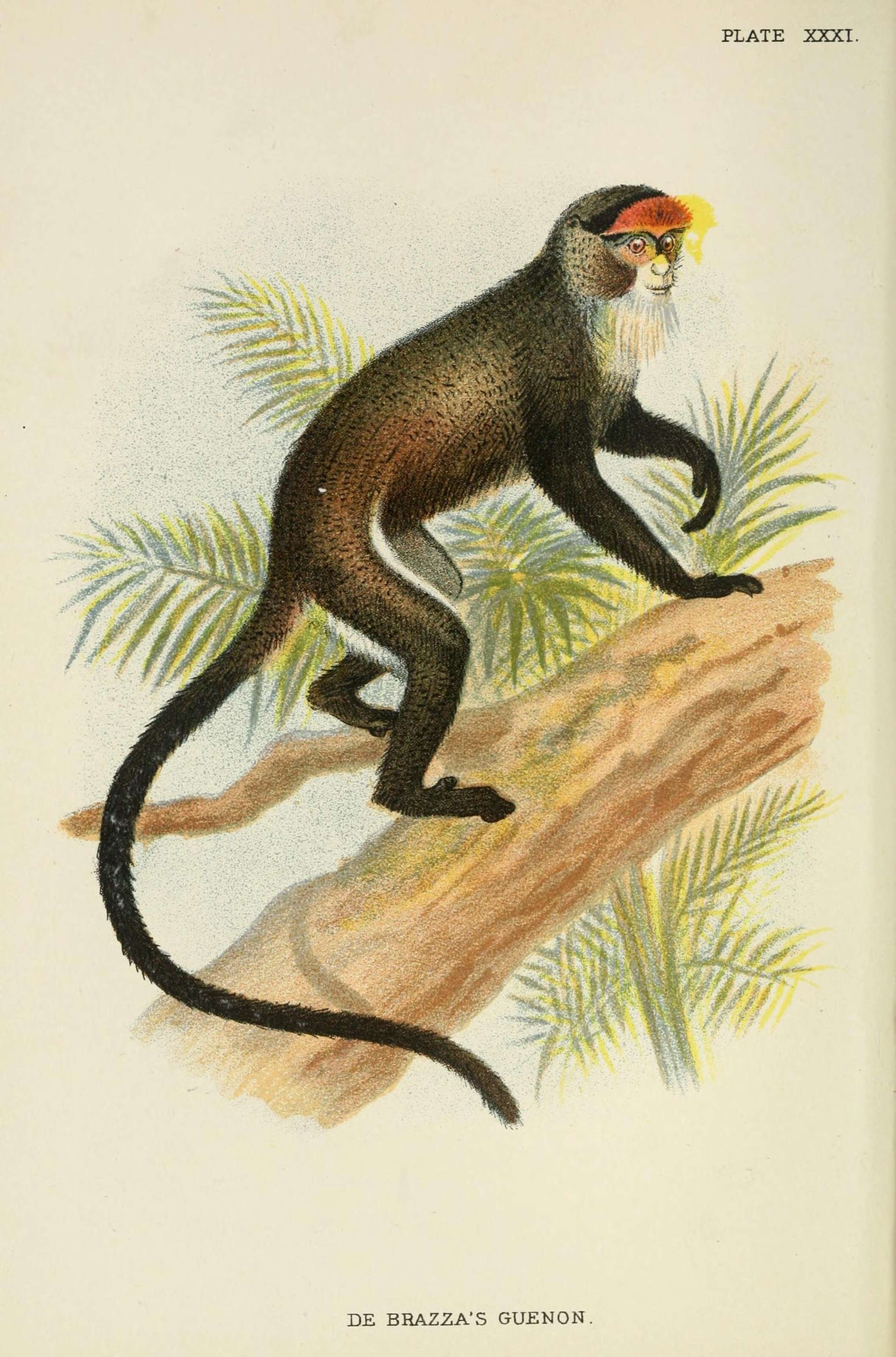 Image of De Brazza's Guenon