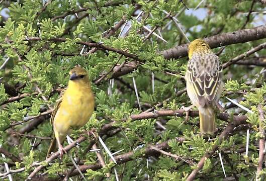 Image of Southern Brown-throated Weaver