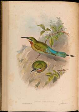 Image of bee-eaters