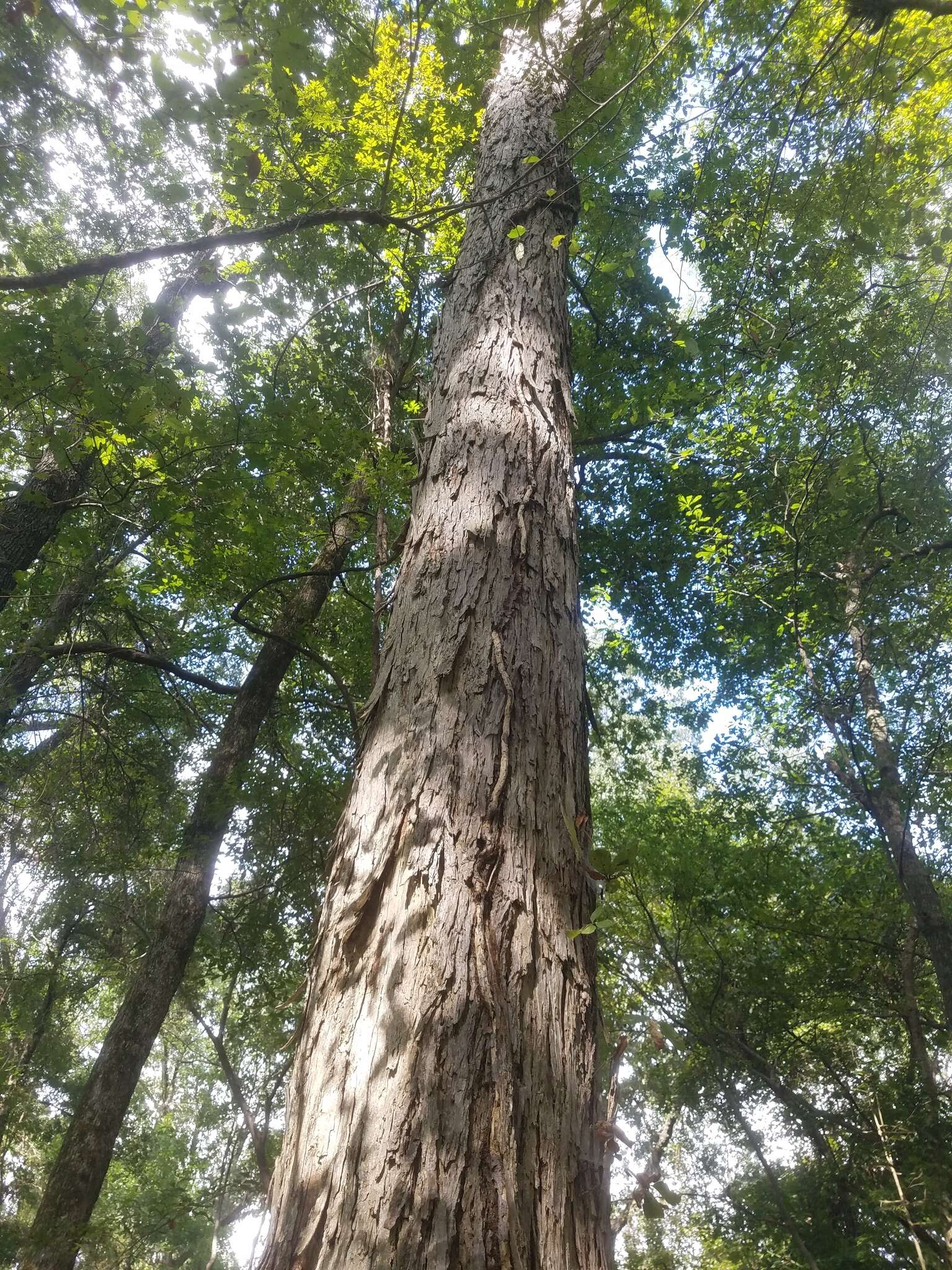 Image of shellbark hickory