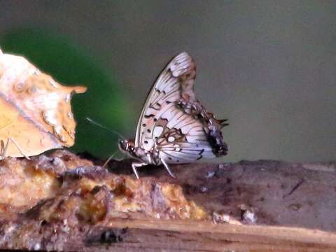 Charaxes jahlusa Trimen 1862的圖片