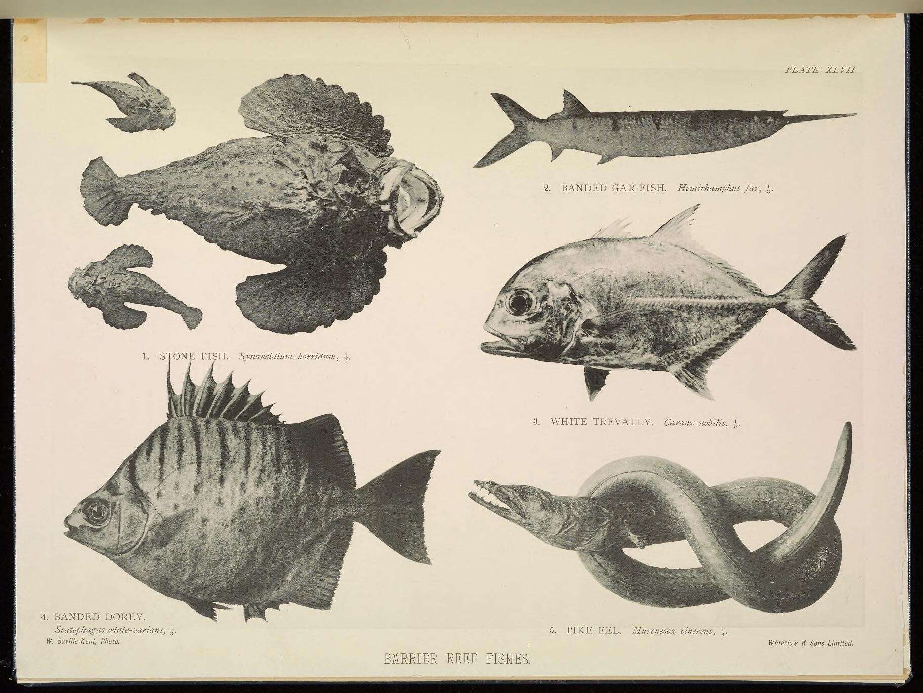 Image of Estuarine stonefish