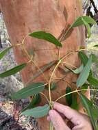 Angophora leiocarpa (L. Johnson ex G. Leach) K. R. Thiele & P. Y. Ladiges的圖片