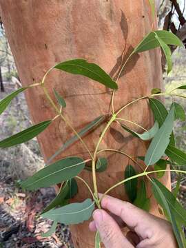 Angophora leiocarpa (L. Johnson ex G. Leach) K. R. Thiele & P. Y. Ladiges的圖片