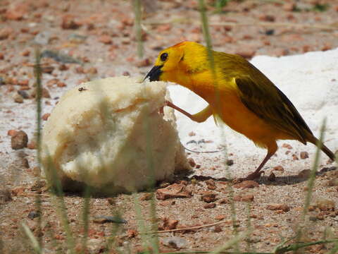 Image of Taveta Golden Weaver