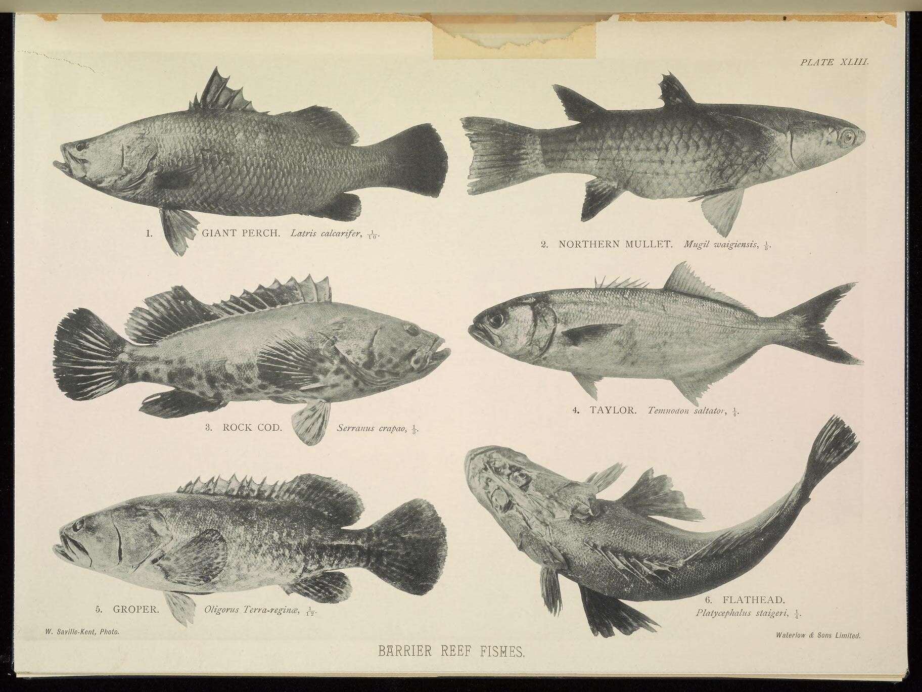 Epinephelus malabaricus (Bloch & Schneider 1801) resmi