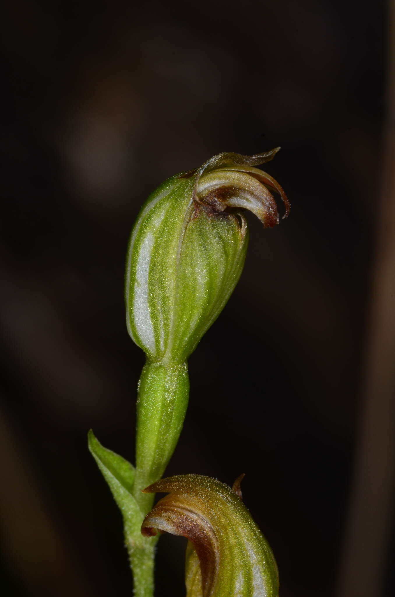 Слика од Pterostylis rubescens (D. L. Jones) G. N. Backh.