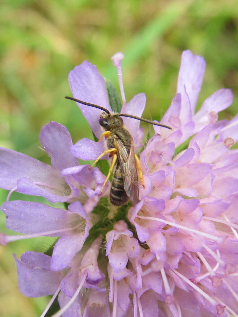 Image of Halictus tumulorum (Linnaeus 1758)