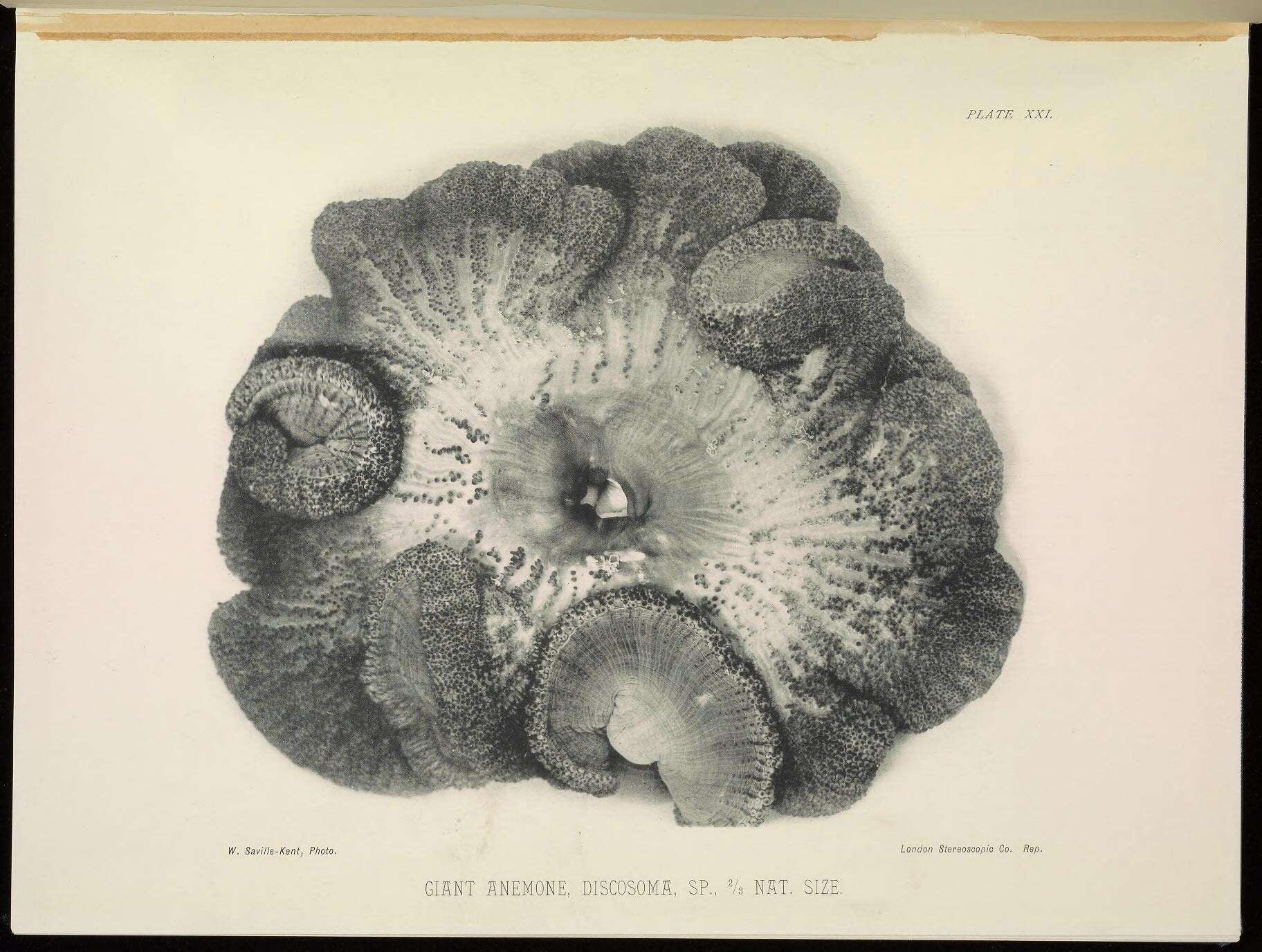 Plancia ëd Cryptodendrum Klunzinger 1877