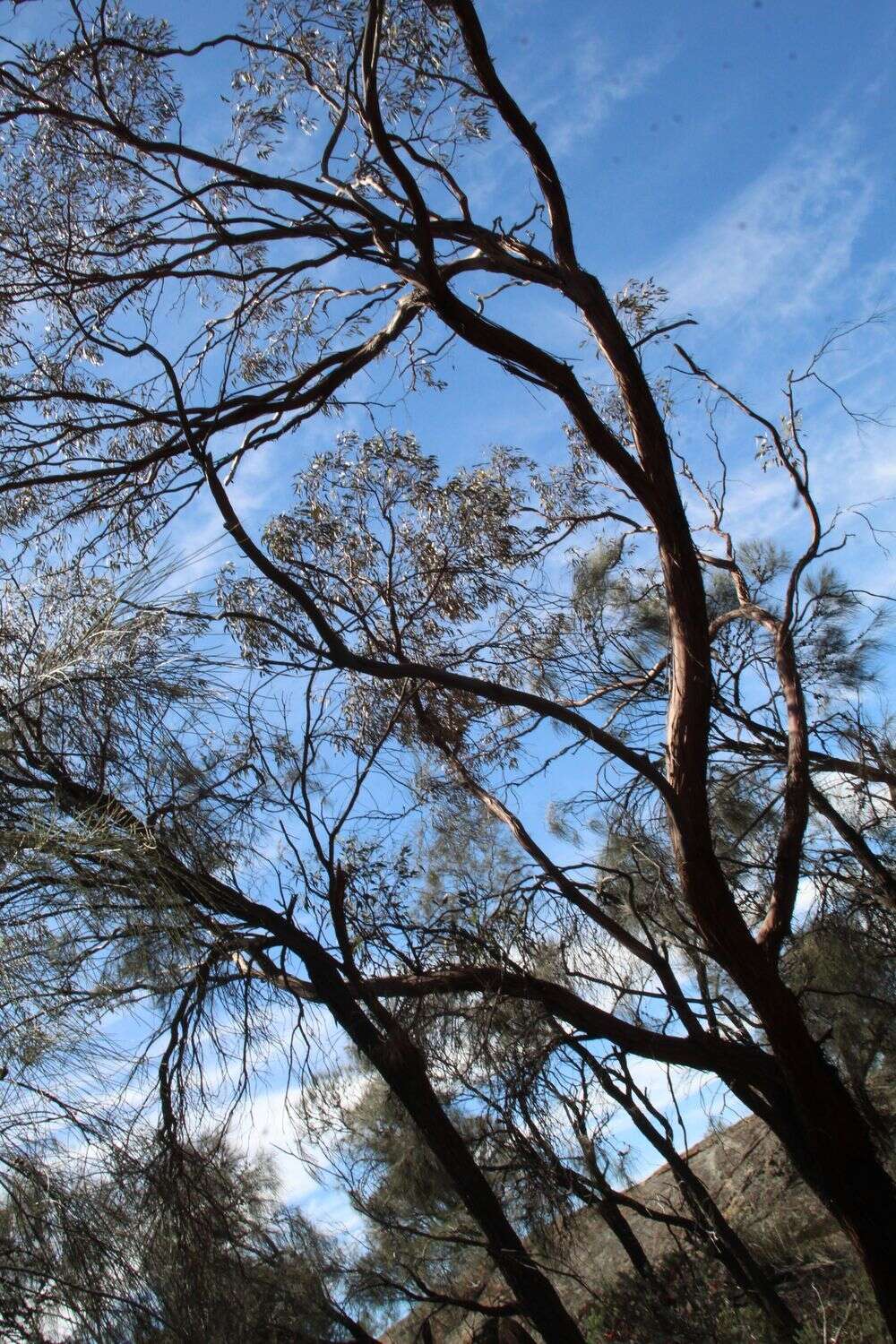 Image of Eucalyptus caesia subsp. caesia