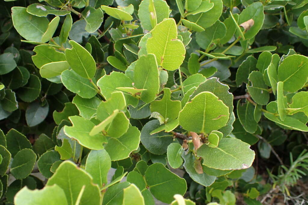 Image of Cassine peragua subsp. barbara (L.) R. H. Archer