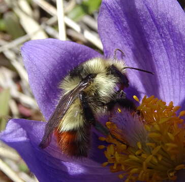 Image of Yellow Head Bumble Bee