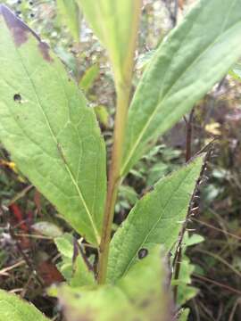 Image of Elliott's goldenrod