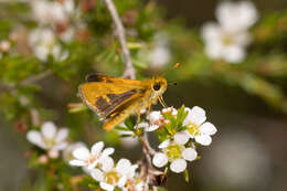 Image of Taractrocera papyria agraulia Hewitson 1868