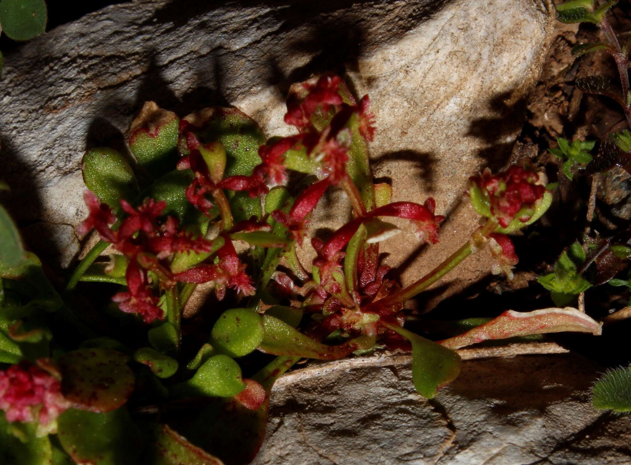 Plancia ëd Rumex bucephalophorus subsp. gallicus (Steinh.) Rech. fil.