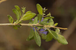 Image de Lycianthes lycioides (L.) Hassler