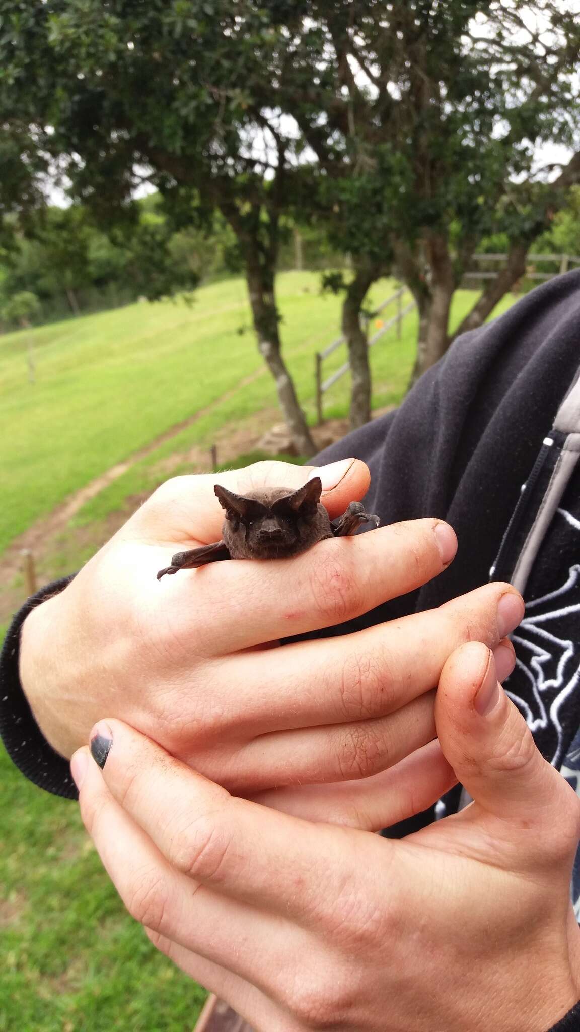 Image of Tadarine Free-tailed Bats