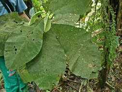 Image of Bathysa australis (A. St.-Hil.) K. Schum.