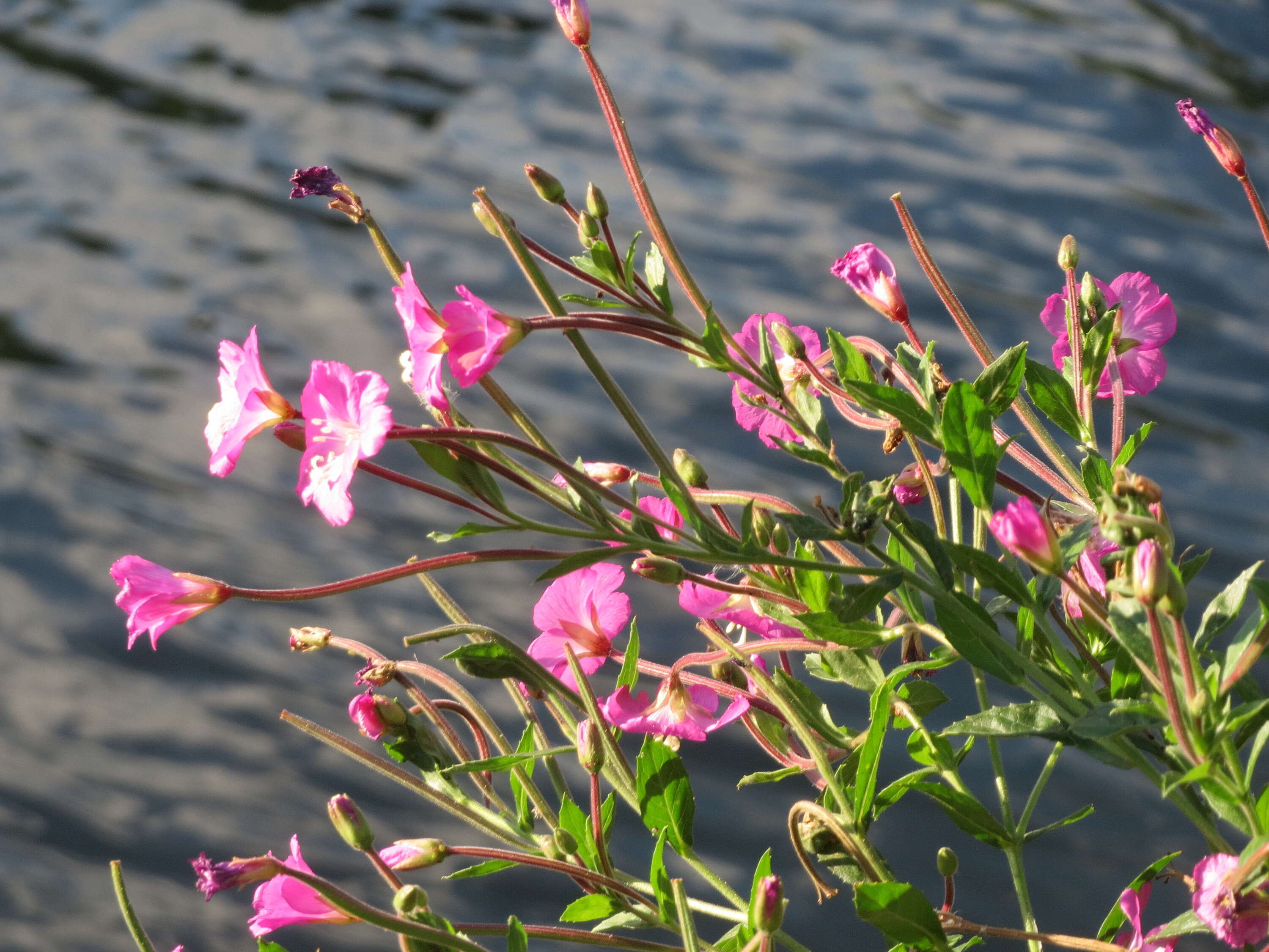 Слика од Epilobium hirsutum L.
