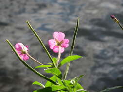 Слика од Epilobium hirsutum L.