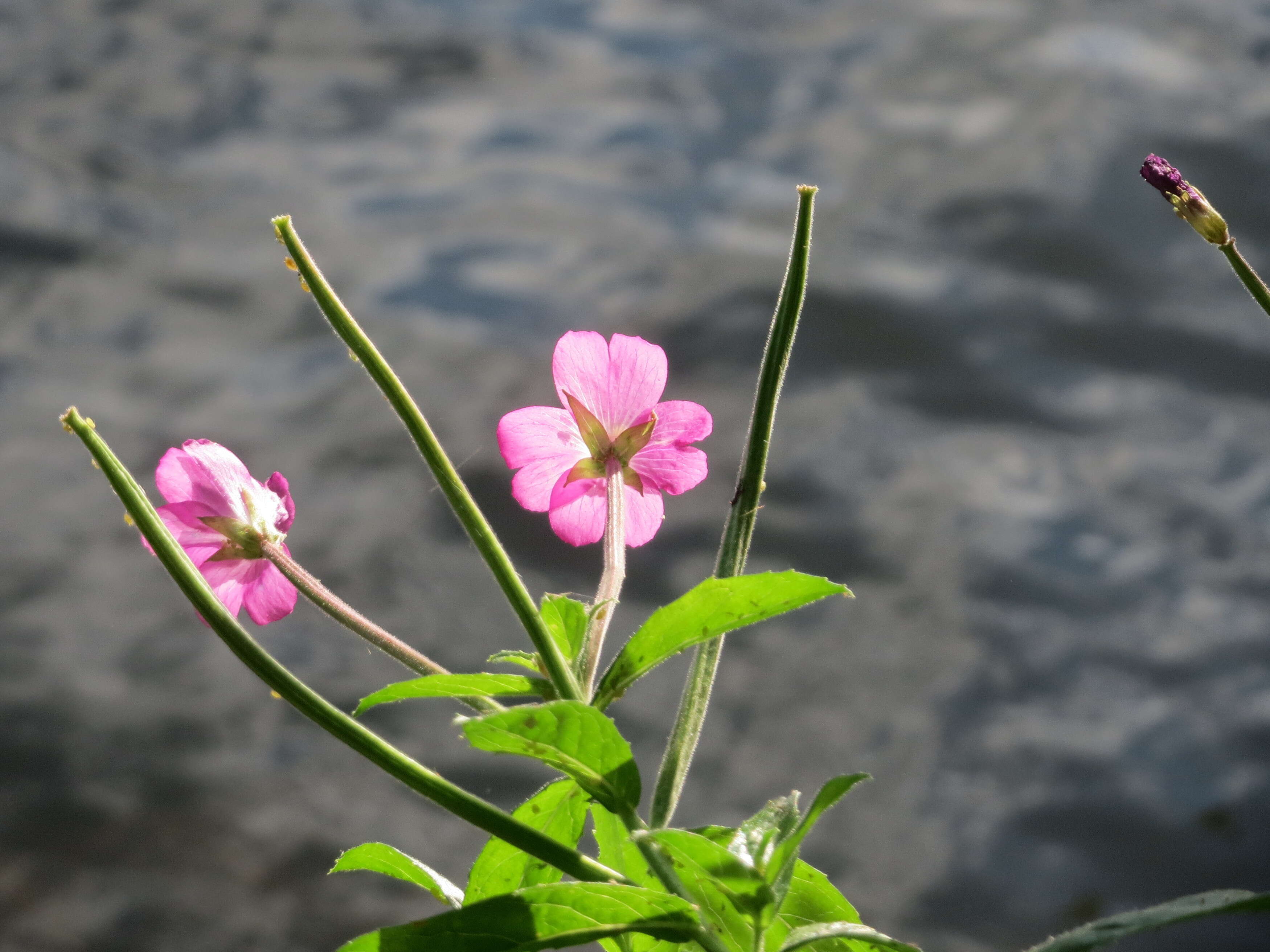 Слика од Epilobium hirsutum L.