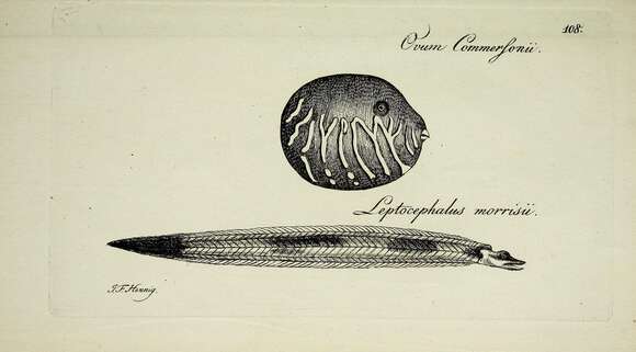 Image of Conger Eel