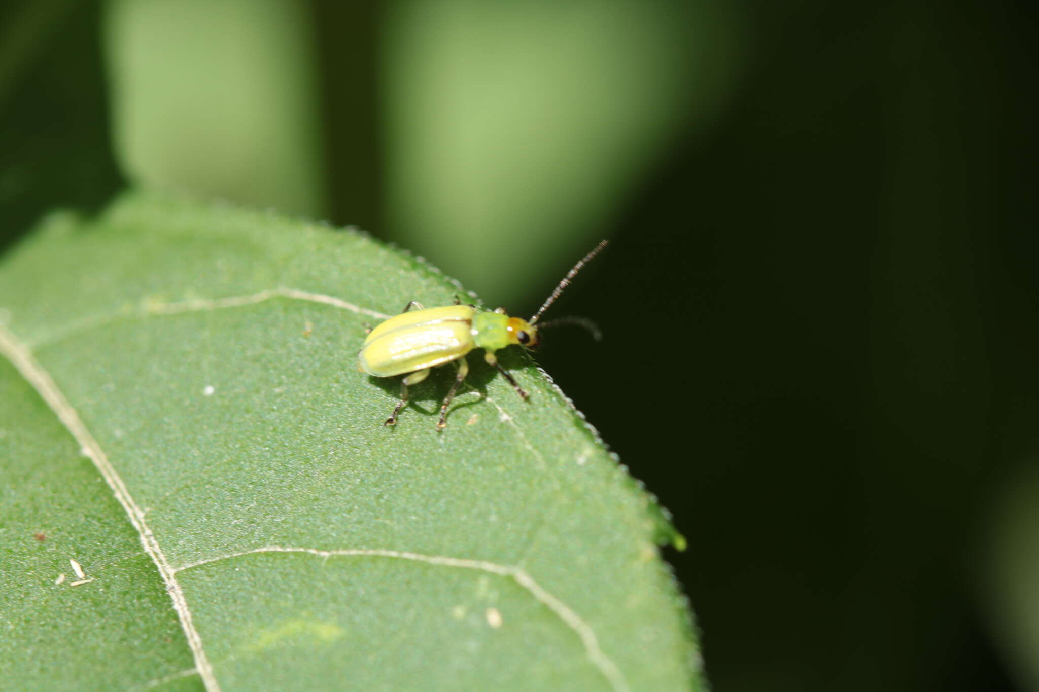 Image of Northern Corn Rootworm